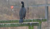 Tour Wandern Oupeye - 20211216 - Balade ornithologique - Trilogiport - Photo 17