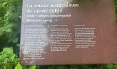Trail  Obernai - Domaine St Jacques Mont St Odile  - Photo 5