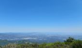 Tour Wandern Céret - pic des salines depuis fontfrede via coll del pou de la neu . pic des salines .coll des cirerers  . fontfrede - Photo 7