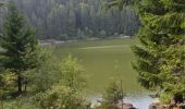 Trail Walking Soultzeren - Lac Vert - Lac Forlet Sity - Photo 7