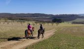 Trail Horseback riding Gresswiller - 2019-02-17 Balade Picnic Dinsheim - Photo 5
