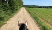 Trail Horseback riding Habay - Les 4 fils saumon à cheval - Photo 4