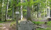 Tour Wandern Hohwald - LE HOHWALD - Photo 17