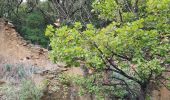 Randonnée Marche Bormes-les-Mimosas - Chartreuse de la Verne - Photo 3