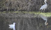 Tour Wandern Oupeye - 20211216 - Balade ornithologique - Trilogiport - Photo 19