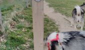 Trail Walking Maastricht - CANI-RANDO TOUR (boucle, montage saint pierre partie Hollande) - Photo 13