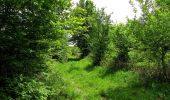 Trail Walking Coyolles - en forêt de Retz_78_les rayons du Rond Capitaine - Photo 3