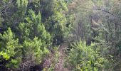 Trail Walking Manso - Corse 2023: Tuvarelli - Sierrera - Photo 10