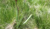 Tocht Stappen Beuil - Tête de Pommier Baisse de Clari les Cluots Giarons par Pinea - Photo 4