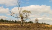 Tour Zu Fuß Apeldoorn - Welkom op de Loenermark! Zwarte route - Photo 7