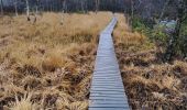 Trail Walking Waimes - CANI-RANDO TOUR ( boucle les caillebotis de la fagne wallonne) - Photo 10