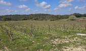 Tour Wandern Assas - Assas et forêt - Photo 18