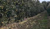 Randonnée Marche Mesnil-en-Ouche - Landepereuse - Photo 2