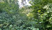 Randonnée Marche Rethondes - en Forêt de Laigue, 04_07_2025_sur les Routes du Grand Octogone, du Plessis-Brion, de Sainte-Croix, du Petit Octogone et de la Belle Assise - Photo 4