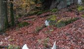 Trail Horseback riding Niderhoff - Parcours cavaliers Equiplaine Niderhoff - Photo 3