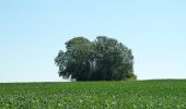 Percorso A piedi Gingelom - Zevenbronnenwandeling - Photo 1