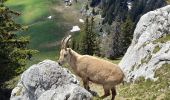 Tour Wandern La Roche-sur-Foron - GLIERES / BORNES: LE CHENET - SUR COU - COL DU FREU - ROCHE PARNAL - COL DU CABLE - BALME - Photo 13