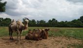 Trail On foot Saint-Mars-de-Coutais - Les Landas - Photo 6