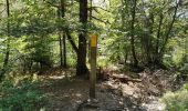 Tocht Stappen Die - Le Dôme ou Pié Ferré de l'Abbaye Valcroissant - Photo 6