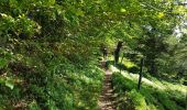 Trail Walking Le Bonhomme - 2020-06-18 DW10+ Col du calvaire / Etang du Devin / Carrefour Duschene - Photo 1