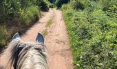 Trail Horseback riding Saint-Quirin - Rocher du diable Yoigo et Joyeux en main - Photo 5