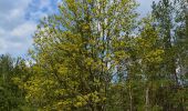 Tour Zu Fuß Unbekannt - Dresdner Heide, Schere - Photo 4