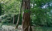 Percorso Marcia Mons - Lieu dit le Bois brûlé  - Photo 8