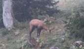 Tocht Stappen Vallorbe - Vallorbe La Dent du Vaulion Fort du Pré Giroud 4 août 2020 CAF - Photo 5