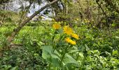 Tour Wandern Ferrières - FERRIERES - Photo 4