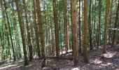 Trail Walking Ammerschwihr - Ammerschwihr - Photo 1