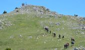 Tour Wandern Gréolières - Gréolières les Neiges - Collet de Barri- Cime du Cheiron - Croix de Verse - Combe d'Henry - Photo 10