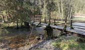 Tour Wandern Monschau - Rando Eifel des jonquilles narcisses 18,3 - Photo 4