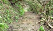 Percorso A piedi Tegueste - El bosque de los enigmas - Photo 8