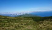 Tocht Stappen Cedros -  caldeira Faial - Photo 9