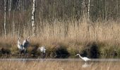 Tour Zu Fuß Unbekannt - Wanderweg Nr. 17 (Sülldorf - Holm) - Photo 4