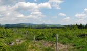 Tocht Te voet Winterberg - Heilklimatour 1 - Wald genießen - Photo 4