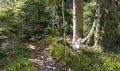 Trail Walking Tendon - Cascades de Tendon - Trou de l'Enfer - Roches de la Moulure - Photo 14