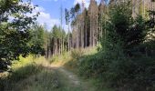 Tocht Stappen Steinsel - Ballade en forêt de Grünewald  - Photo 10