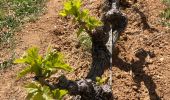 Randonnée Marche Les Baux-de-Provence - Huilerie, Vin, les baux de Provence, avec Château - Photo 3