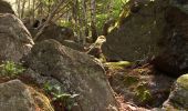 Percorso A piedi Sobótka - Szlak archeologiczny - Photo 10