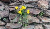 Trail Walking Collioure - madeloc depuis col de la serra, via col de villauria, batterie 500, retour  - Photo 19