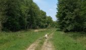 Trail Walking Gommegnies - Cheval blanc Trechon - Photo 1