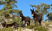 Trail Walking Castellane - Thyrs : sommet du Robion - Photo 12