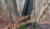 Randonnée Marche Spa - rando dans les bois du nord de spa  - Photo 10