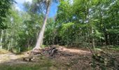 Trail On foot Sainte-Mesme - Boucle en forêt de Dourdan au départ de Sainte Mesme - Photo 13