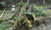 Trail Walking Ranrupt - 2023-06-04 Marche Col de Steige Tour du Climont - Photo 2