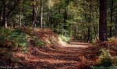 Tour Wandern Bellême - Bellême - La Chapelle-Montligeon 22 km - Photo 2