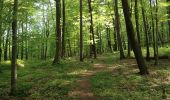 Trail On foot Immenhausen - Eco Pfad Ahlberg-Mariendorf - Photo 10