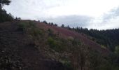 Tocht Stappen Aydat - Puys de Lassolas, de la Vache, de Vichatel 5.5.24 - Photo 4