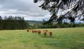 Tour Wandern Vielsalm - Petite promenade a partir de l’auberge du carrefour - Photo 7